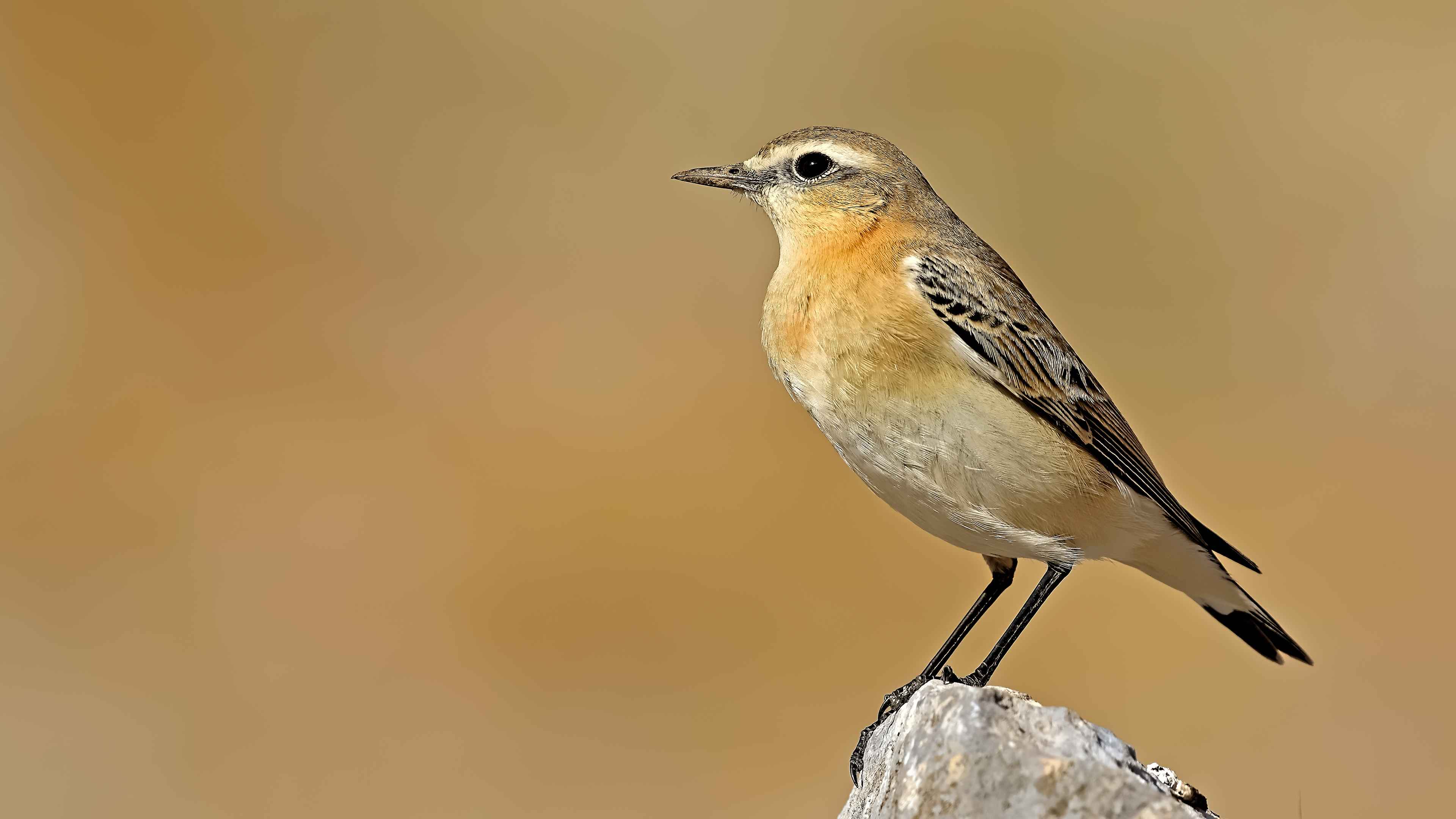 Northern Wheatear